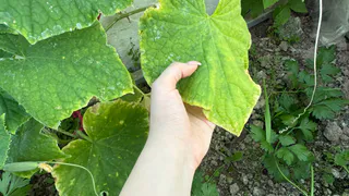 Бросаю 5 лавровых листов – и огурцы плодоносят как бешеные: свежие овощи с июня и до октября