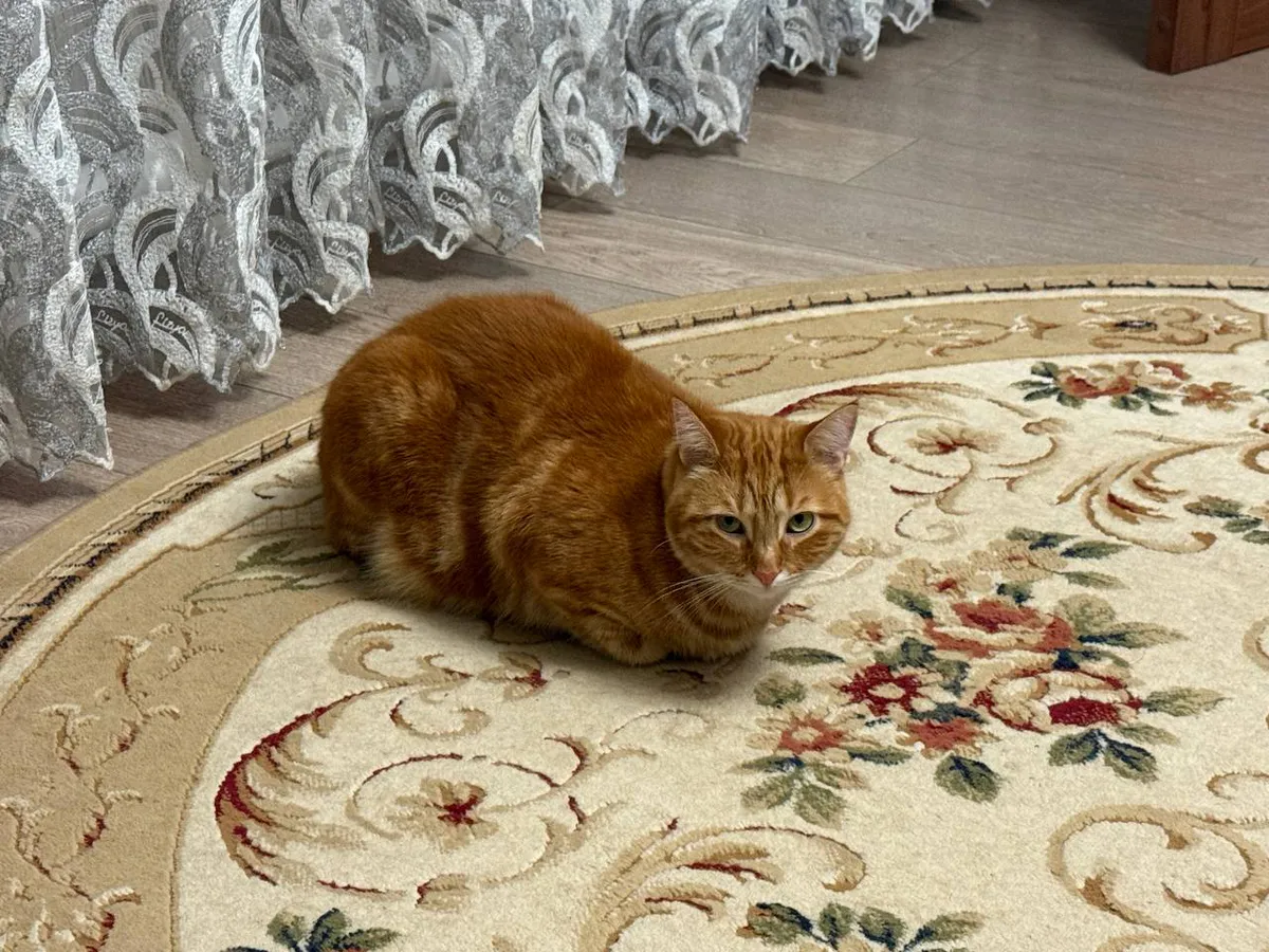 Вот почему важно гладить домашнюю кошку: удивительный эффект на здоровье человека