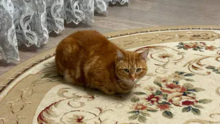 Вот почему важно гладить домашнюю кошку: удивительный эффект на здоровье человека