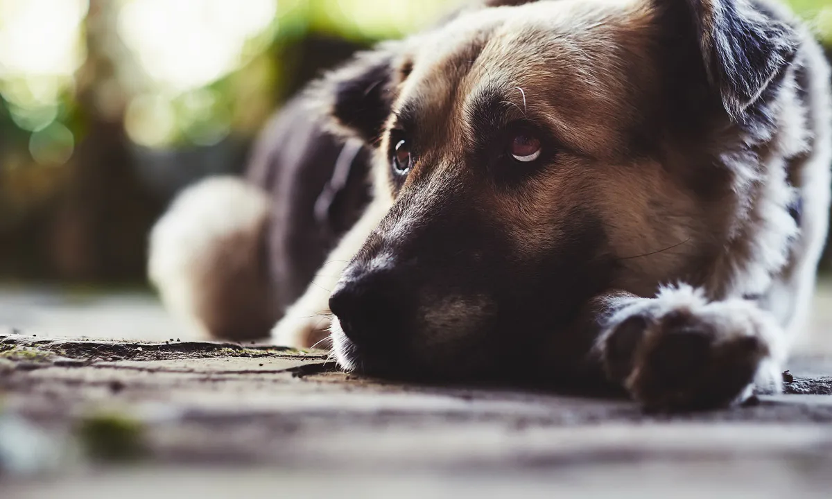 В Никольске во время отлова погибло 6 собак