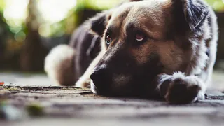 В Никольске во время отлова погибло 6 собак