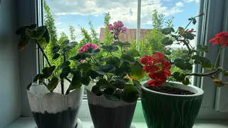 Крошу в горшок — и герань как подменили: листва зеленее некуда, а бутоны появляются даже на молодых черенках