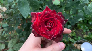 В Рязанской области ожидают небольшие осадки в конце рабочей недели