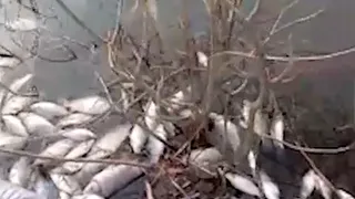 В озере Лесное нашли кучу рыбы. Но мёртвой