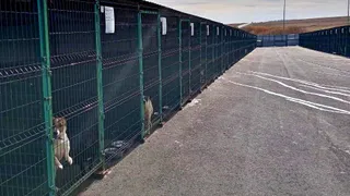 154 собаки с немотивированной агрессией проживают сегодня в приюте для животных под Магнитогорском