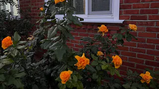 Черенок выпустит корни щеткой: простое укоренение роз – результат стопроцентный