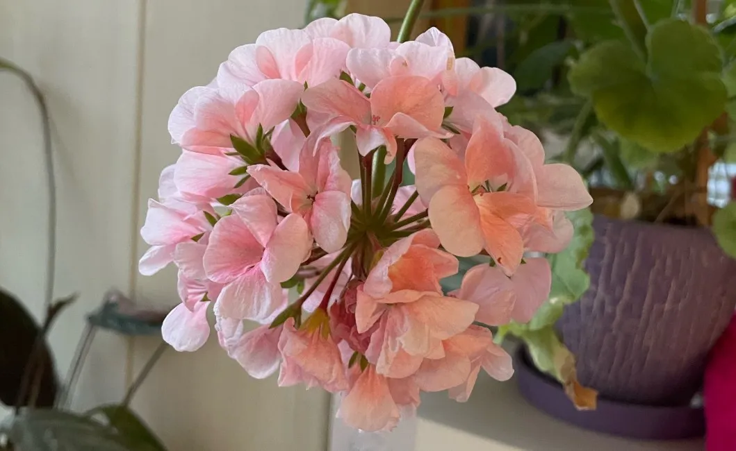 Выливаю под герань - и наслаждаюсь пышным цветением. Мощные бутоны радуют даже в декабре - "стреляет" без остановки