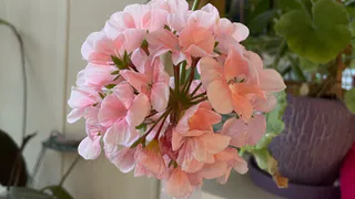 Выливаю под герань - и наслаждаюсь пышным цветением. Мощные бутоны радуют даже в декабре - "стреляет" без остановки