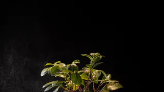 2 стакана для настоя: вот чем полить денежное дерево - вырастет до потолка