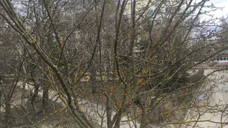 Владимирцы обратились к представителям власти с просьбой спилить пожелтевшие деревья, расположенные рядом с их домами