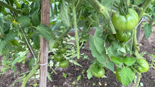 Начнут расти как на дрожжах: лучшая подкормка для томатов в июле — будете собирать сочные и крупные плоды