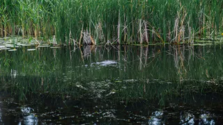 Редкое для Владимирской области растение сейчас во всю цветёт