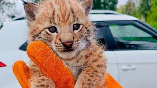 В чебоксарском парке поселились два очаровательных рысенка