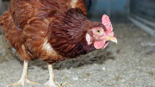 Сыпем это в зерно — и куры будут нестись даже в холодную погоду: обычная подкормка для зимней яйценоскости несушек