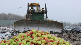 Тонну фруктов уничтожили специалисты брянского Россельхознадзора