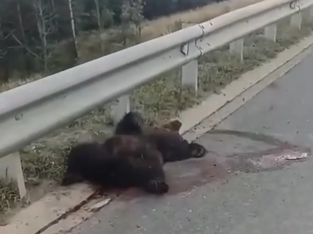В Елабужском районе водитель насмерть сбил медвежонка и скрылся с места ДТП