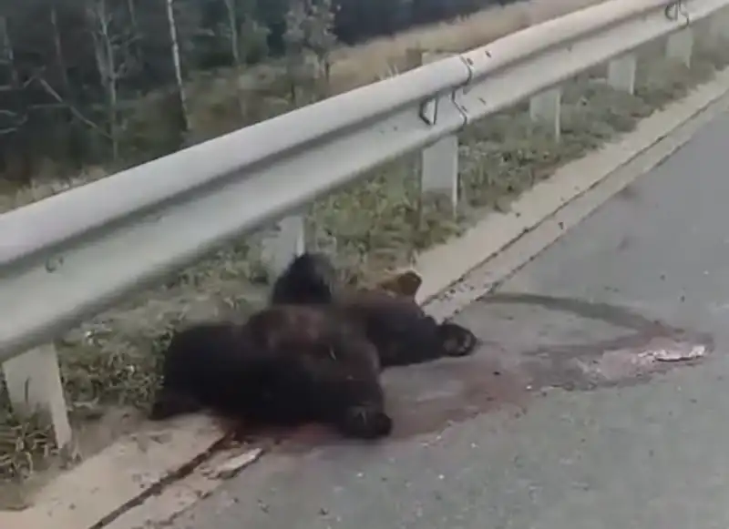 В Елабужском районе водитель насмерть сбил медвежонка и скрылся с места ДТП