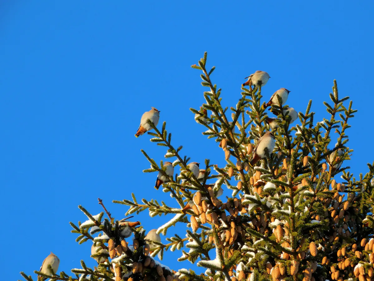 10 декабря в Челябинской области ожидается значительное потепление после 25-градусных морозов