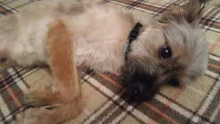 Дай лапку: Чемпион, Мурзилка и Николь в поисках хозяев