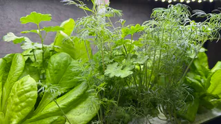 Простая процедура для здоровой и крепкой рассады. Что необходимо сделать с почвой до посева