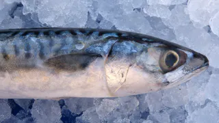 Малосольная скумбрия по-северному: нежнейшая и аппетитная закуска — главный секрет не в рассоле