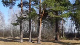 Распоряжение губернатора: в Рязанской области установлен особый противопожарный режим