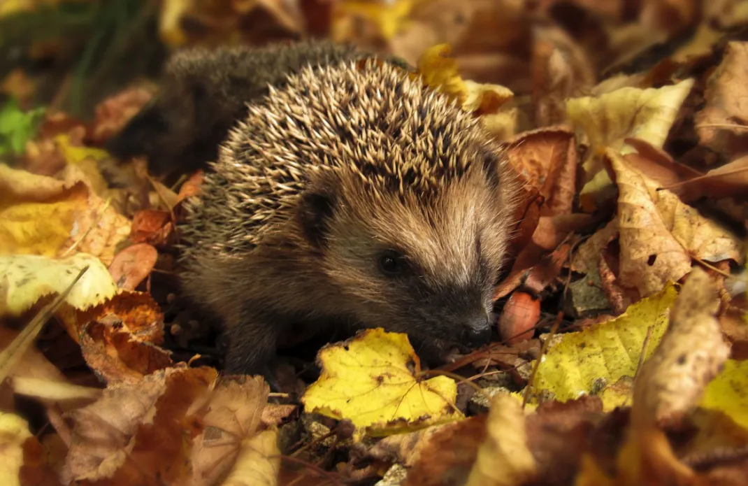 Почему ёж на участке – это сигнал опасности. Его сразу надо гнать или поить молоком, если не убегает