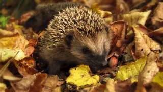 Почему ёж на участке – это сигнал опасности. Его сразу надо гнать или поить молоком, если не убегает