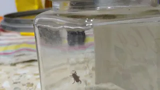 Клещи проснулись - с потеплением рязанцы находят их на шерсти своих домашних животных