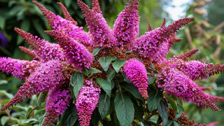 Роскошный лиловый фонтан из ароматных гирлянд весь сезон: легкий в уходе кустарник будет расти везде и не потребует много внимания