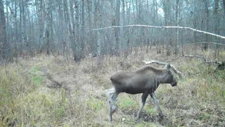 Рязанцам рассказали о взрослении лосенка в Окском заповеднике
