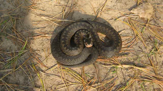 Двоих уже укусили: гадюки терроризируют Кораблинский район