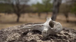 Магнитогорская природоохранная прокуратура проверила свалку отходов животноводства под деревней Морозкино