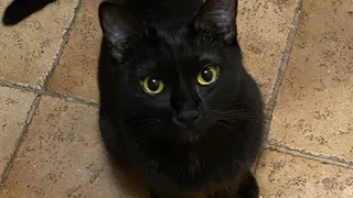 Чем из человеческой еды можно угощать кошку: безопасные продукты без риска для здоровья - пояснил опытный ветеринар