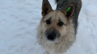 В Нижнекамске мужчине ампутировали ногу после нападения собак