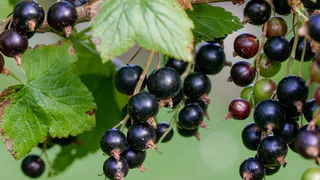 Состригаю куст смородины «под ноль»: на следующий год получаю чудесные урожаи