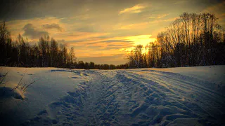 Усть-Куломский район: волк приближается к людям — жители обеспокоены
