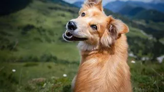 Названы породы собак, которые приносят удачу и богатство