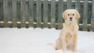Рязанцам сообщили, куда нельзя возвращать отловленных бродячих собак