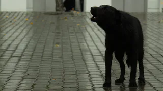 Торговля животными запрещена: в Сасове объявили карантин по бешенству