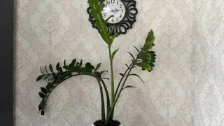 Раз в несколько недель протирайте замиокулькас этим: цветок порадует новыми листьями, а деньги потекут рекой – есть у каждого на кухне