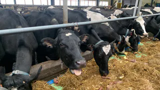 Чувашия готовится к открытию крупнейшей молочной фермы с инновационным доильным залом