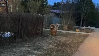В Александровском районе большая собака на самовыгуле многократно нападала на людей