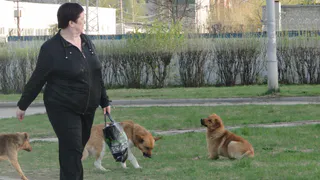 Стаи четвероногих бродяг атакуют рязанцев  -  убегать от проблемы или решать?