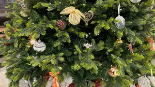 Теперь за вынос ёлки можно получить штраф до 20 000 рублей: рассказали, как правильно утилизировать ёлку после Нового года