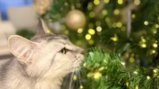 В Рязани заработали елочные рынки