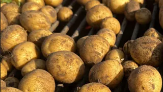 Коми завершает сезон: аграрии выполняют планы по уборке урожая и заготовке кормов