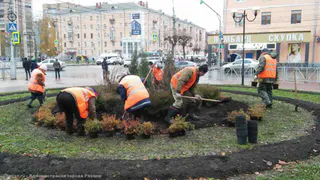 260 молодых деревьев и кустов посадили на площади Победы