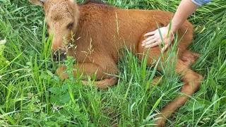 В Селивановском районе лосенок чуть не стал добычей беспризорных собак