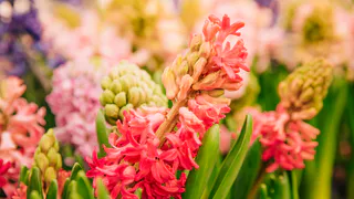 Не цветок, а настоящий фейерверк: этот многолетник превратит сделает из палисадника райские кущи — соседи обзавидуются